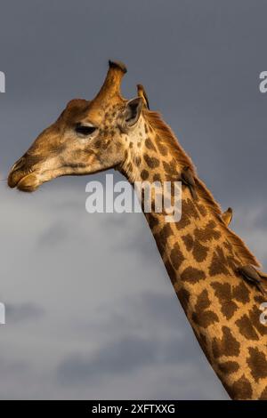 Girafe (Giraffa camelopardalis) et pics à bec rouge (Buphagus erythrorhynchus), réserve privée de gibier Zimanga, KwaZulu-Natal, Afrique du Sud, juin. Banque D'Images