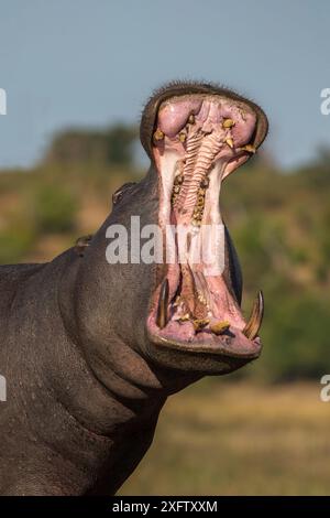 Hippopotame (Hippopotamus amphibius) bâillant à grande bouche, Parc national de Chobe, Botswana, juin. Banque D'Images