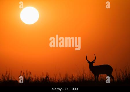 Lechwe rouge (Kobus lechwe) mâle au coucher du soleil, parc national de Chobe, Botswana, juin. Banque D'Images