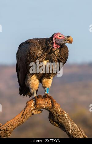 Vautours LappetFaced (Torgos tracheliotos), annelé, réserve privée de Zimanga, KwaZulu-Natal, Afrique du Sud, juin. Banque D'Images