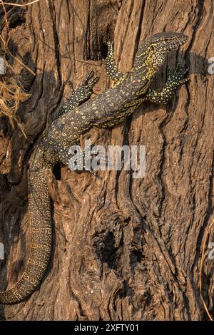 Moniteur juvénile du Nil (Varanus niloticus), reposant sur un tronc d'arbre, rivière Chobe, parc national de Chobe, Botswana, Afrique, septembre. Banque D'Images