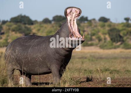 Hippopotame (Hippopotamus amphibius) bâillant, Parc national de Chobe, Botswana, juin. Banque D'Images