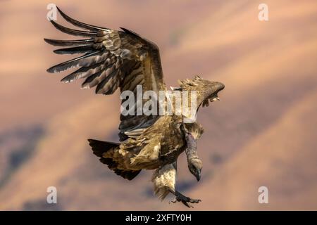 Débarquement de Cape Vautour (Gyps coprotheres), réserve de gibier de Giant's Castle, KwaZulu-Natal, Afrique du Sud, septembre. Banque D'Images