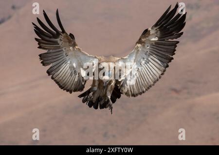 Débarquement de Cape Vautour (Gyps coprotheres), réserve de gibier de Giant's Castle, KwaZulu-Natal, Afrique du Sud, septembre. Banque D'Images