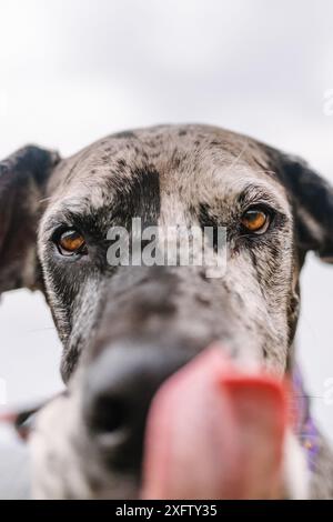 Gros plan du chien de sauvetage merle Great Dane léchant le nez Banque D'Images