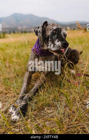 Merle Grand chien de sauvetage Danois portant un bandana avec la langue dehors Banque D'Images