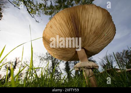 Champignon parasol (Macrolepiota procera) vue de dessous des branchies et de l'anneau, poussant dans un pré, Picardie France, octobre. Banque D'Images