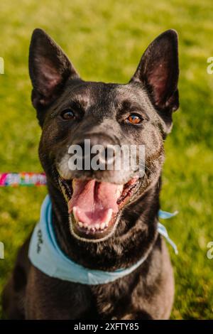 Chien de sauvetage de race mixte heureux souriant regardant la caméra Banque D'Images