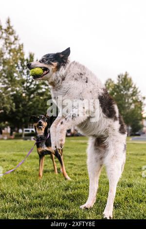 Border Collie chien de race mixte attrapant la balle tout en jouant à la main Banque D'Images