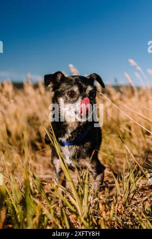 chien chihuahua noir sénior de sauvetage léchant le nez avec la langue sortie Banque D'Images