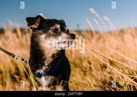 chien chihuahua senior noir grincheux avec dent d'accroc sur la lèvre Banque D'Images