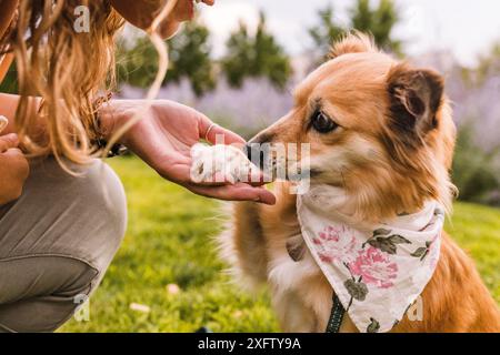 Joyeux chihuahua mix chien de sauvetage de race mixte en serrant les mains Banque D'Images