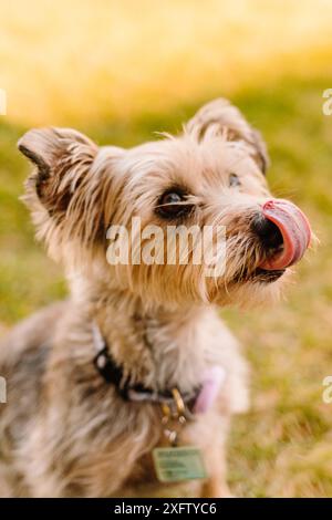 Yorkshire Terrier Yorkie chien senior léchant le visage sans langue Banque D'Images