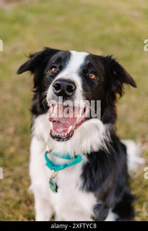 Border Collie chien haletant souriant à la caméra portrait Banque D'Images