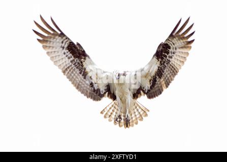 Osprey (Pandion haliaetus) planant au-dessus de l'océan Atlantique, à la recherche de poissons. Parc national d'Acadia, Maine, États-Unis. Juin. Banque D'Images