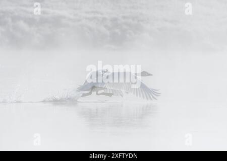 Cygne trompettiste (Cygnus buccinator) décollant dans le brouillard tôt le matin sur la rivière Yellowstone. Parc national de Yellowstone, Wyoming, États-Unis. Septembre. Banque D'Images