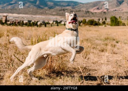 Chien mouton de race mixte Husky Shepherd qui court et saute Banque D'Images