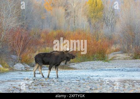 Taureau d'orignal (Alces alces), traversant la rivière de montagne après le coucher du soleil. Parc national de Grand Teton, Wyoming, États-Unis. Octobre 2017. Banque D'Images