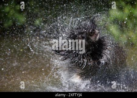 Croix de berger allemand, chien de sauvetage, secouant l'eau dans la rivière, Derbyshire, Royaume-Uni Banque D'Images