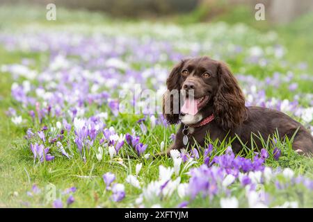 Spaniel cocker de travail au chocolat reposant parmi les crocus, Wiltshire, Royaume-Uni Banque D'Images