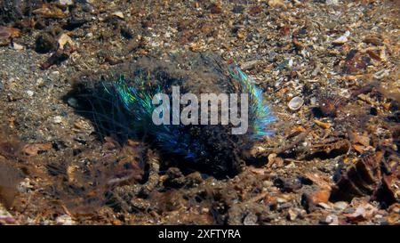 Souris de mer (Aphrodite aculeata Loch Fyne, Écosse, Royaume-Uni. Capture d'écran à partir de la vidéo. Banque D'Images