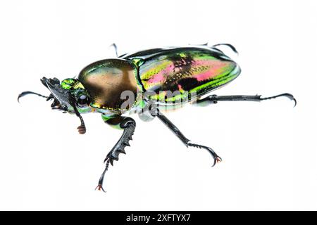 Coléoptère vert doré (Lamprima sp.), femelle adulte avec une coloration irisée brillante, Italie. Captif. Banque D'Images