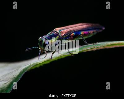 Coléoptère arc-en-ciel (Agrilaxia sp) Sao Paulo, Brésil. Forêt de l'Atlantique Sud-est. Banque D'Images