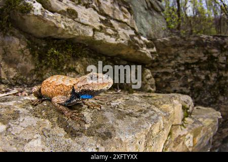 Lézard de clôture de l'est (Sceloporus undulatus) mâle adulte avec gorge irisée, sud de l'Illinois, États-Unis. Avril. Banque D'Images