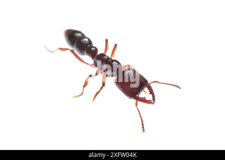 Fourmis Michelin du Sud (Amblyopone australis) Parc national de William Bay, Australie occidentale. Projet Meetyourneighbours.net. Banque D'Images