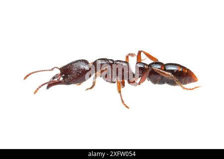 Fourmis Michelin du Sud (Amblyopone australis) Parc national de William Bay, Australie occidentale. Projet Meetyourneighbours.net. Banque D'Images