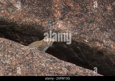 Léopard (Panthera pardus) petit assis près de l'entrée de la grotte, Rajasthan, Inde. Photo @Shatrunjay Pratap/Felis images Banque D'Images