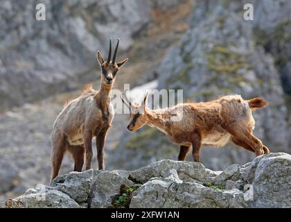 Chamois des Abruzzes (Rupicapra rupicapra) en mue printanière sur un rebord rocheux. Apennins, Italie, mai. Banque D'Images