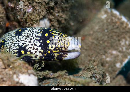 Moraie (Echidna nebulosa), flocon de neige. Ambon, Indonésie. Banque D'Images