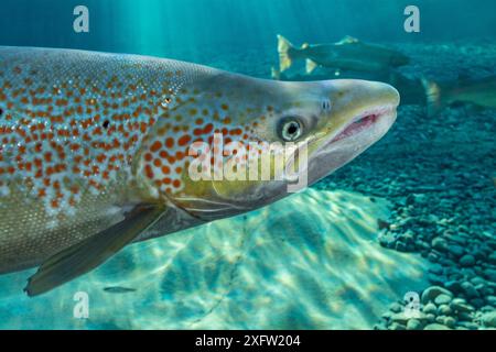 Portrait de saumon atlantique (Salmo salar), en rivière, péninsule de Gaspé, Québec, Canada, octobre. Banque D'Images