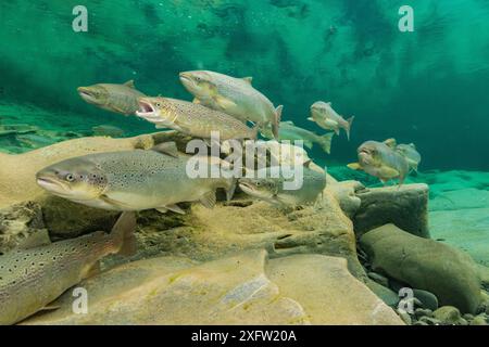 Migration du saumon atlantique (Salmo salar) pour frai, en rivière, péninsule de Gaspé, Québec, Canada, octobre. Banque D'Images