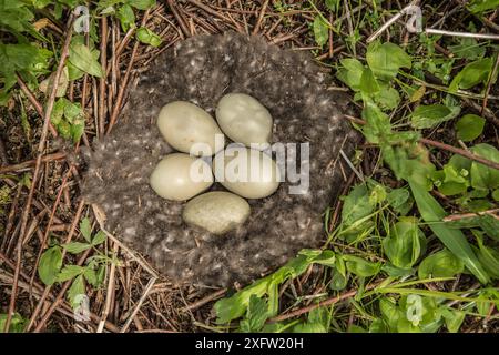 Nid de canard Eider à duvet (Somateria mollissima) avec cinq œufs, Nouvelle-Écosse, Canada, mai. Banque D'Images