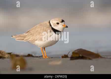 Pluvier siffleur (Charadrius melodus) sur la plage, Nouvelle-Écosse, Canada, mai. Banque D'Images