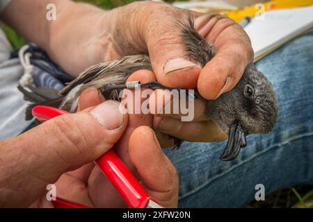 Pétrel de leach (Oceanodroma leucorhoa) dans la main d'un chercheur avec un nouvel anneau sur sa jambe, île Machias Seal, baie de Fundy, Nouveau-Brunswick, Canada, juillet, espèces vulnérables. Banque D'Images