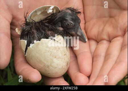 Macareux de l'Atlantique (Fratercula arctica) éclosant dans les mains d'un chercheur, île Machias Seal, baie de Fundy, Nouveau-Brunswick, Canada, juillet. Banque D'Images