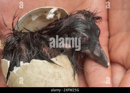 Macareux de l'Atlantique (Fratercula arctica) éclosant dans les mains d'un chercheur, île Machias Seal, baie de Fundy, Nouveau-Brunswick, Canada, juillet. Banque D'Images