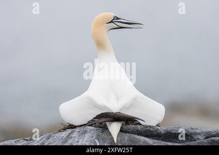 Exposition de cour de gannet nordique (Morus bassanus), avec ailes croisées, île Machias Seal, baie de Fundy (Nouveau-Brunswick), Canada, mai. Banque D'Images