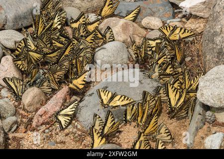 Papillons à queue-d'araignée du tigre de l'est (Papilio glaucus) en fleuves, Nouveau-Brunswick, Canada, juin. Banque D'Images