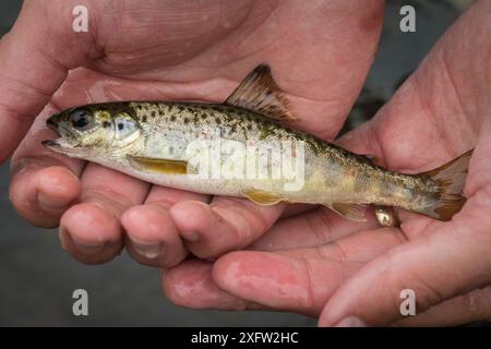 taurore du saumon atlantique (Salmo salar) en mains, rivière Miramichi, Nouveau-Brunswick, Canada, juin. Banque D'Images