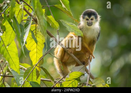 Singe écureuil d'Amérique centrale à couronne noire (Saimiri oerstedii) assis sur la branche, Parc national du Corcovado, péninsule d'Osa, Costa Rica, espèce vulnérable. Banque D'Images