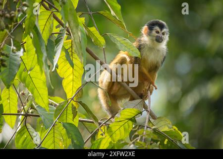 Singe écureuil d'Amérique centrale à couronne noire (Saimiri oerstedii) assis sur la branche, Parc national du Corcovado, péninsule d'Osa, Costa Rica, espèce vulnérable. Banque D'Images