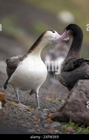 Albatros à queue courte (Phoebastria albatrus), l'un avec une cour pour les sub-adultes-poisson et crochet ligne monofilament intégré dans la gorge. Tsubamezaki, l'île Torishima, au Japon. Décembre. Banque D'Images