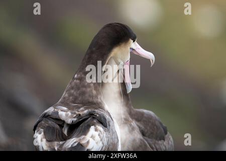 Albatros à queue courte (Phoebastria albatrus) subadulte avec crochet de poisson et de ligne monofilament intégré dans la gorge. Tsubamezaki, l'île Torishima, au Japon. Décembre. Banque D'Images