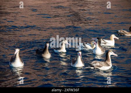 Albatros à queue courte (Phoebastria albatrus) subadulte avec hameçon, appât et ligne monofilament encastrée dans la gorge, sur l'eau avec groupe. Tsubamezaki, île de Torishima, Japon. Décembre. Banque D'Images