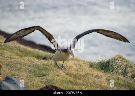 Albatros à queue courte (Phoebastria albatrus) subadulte avec une ligne d'hameçons et de monofilaments encastrée dans la gorge. Tsubamezaki, île de Torishima, Japon. Décembre. Banque D'Images