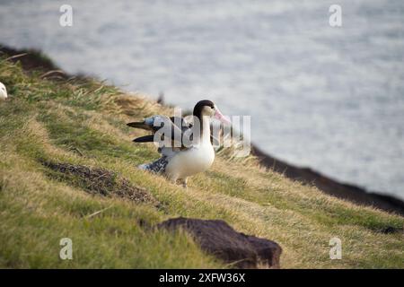 Albatros à queue courte (Phoebastria albatrus) subadulte avec une ligne d'hameçons et de monofilaments encastrée dans la gorge. Tsubamezaki, île de Torishima, Japon. Décembre. Banque D'Images